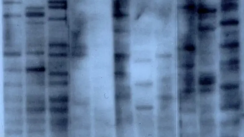 First DNA Fingerprint