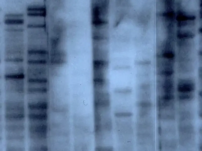 First DNA Fingerprint