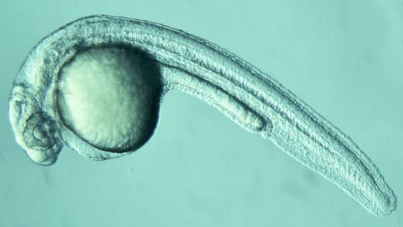 Zebrafish-Embryo-min.jpg