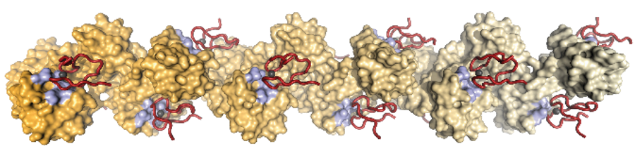 Ubiquitin.png