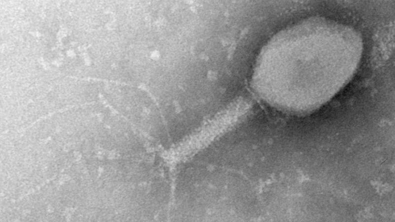 Smiley_bacteriophagehage-min.jpg (1)