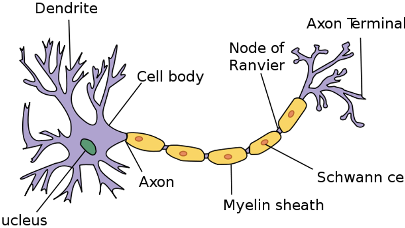 Neuron.png