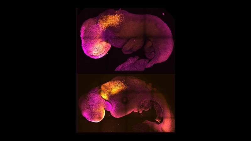 2-natural-and-synthetic-embryos-side-by-side-to-show-comparable-brain-and-heart-formation-min.jpg